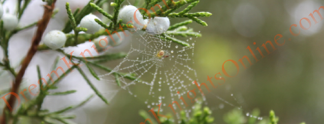 Morning Dew on a Web
